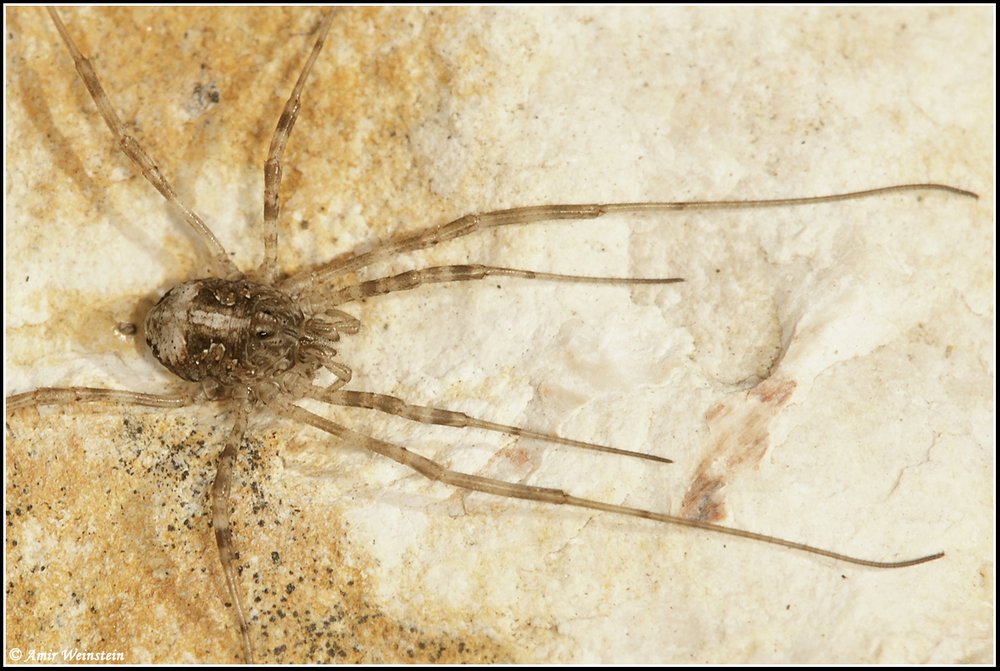 Opiliones d''Israele - No 7: Phalangium savigni